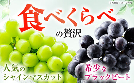 シャインマスカット＆ブラックビート 2房（約1.5kg） 長与/JAじげもん長与直売所[EAF007]