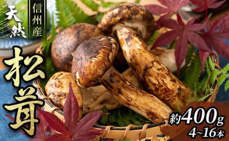 松茸 信州産 400g 4～16本 天然 松茸