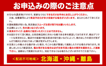 【産直・人気の特産品】和歌山の桃 約1.5kg 厳選館《2024年6月中旬-8月中旬より出荷》和歌山県 日高川町 果物 フルーツ 桃 もも 送料無料【配送不可地域あり】|桃桃桃桃桃桃桃桃桃桃桃桃桃桃桃