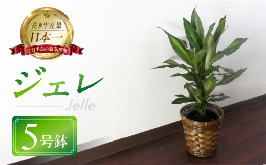 ジェレ 観葉植物 植物 5号鉢 ジェレ 人気 おしゃれ かわいい お手入れ 室内 大鉢 中型 インテリア リビング 玄関 寝室 キッチン オフィス プレゼント ギフト 新居 入居 インテリアグリーン 