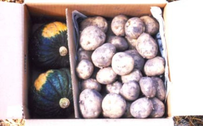 
            北海道産 じゃがいも＆かぼちゃ 計10kg（じゃがいも6-7kg・かぼちゃ3-4kg）《足寄町》【党崎農場】ジャガイモ じゃがいも 食べ比べ かぼちゃ 野菜 ポテト 芋 イモ いも ハロウィン あしょろ 北海道[BEAA009]
          