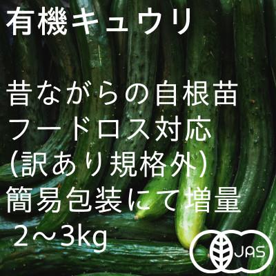 ふるさと納税 掛川市 【フードロス対応・規格外】有機キュウリ　接ぎ木ではない昔ながらの自根きゅうり  夏季(6〜8月)発送