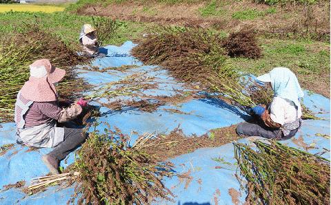 【3回定期】毎日エゴマで健康！ エゴマ油 2本セット 定期便 【2ヵ月に1回お届け】 食用油 調味料 エゴマ えごま 健康 無添加圧搾 国産 ギフト 贈答 プレゼント 福島県 田村市 ふくしま たむら