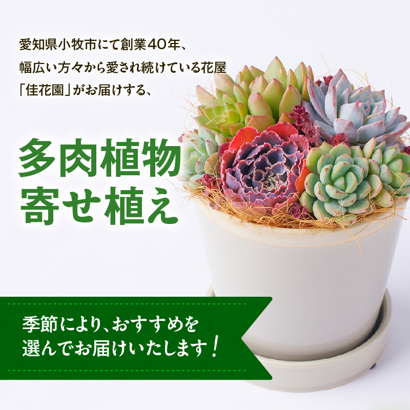 【佳花園】多肉植物のオリジナル寄せ植え［156K04］_イメージ2