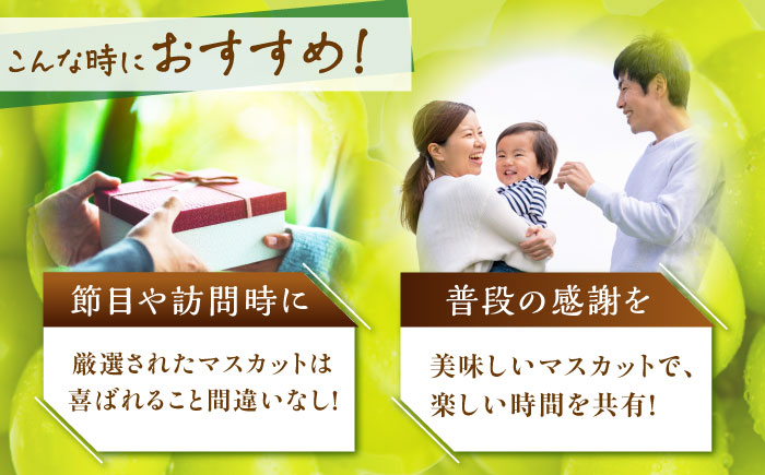 【2025年先行予約】【数量限定】贈り物におすすめ！シャインマスカット ジュエリーBOX 16粒(約300g) 島根県雲南市/ギアファーム [AIAB009]