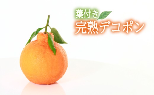 〈JAえひめ中央〉葉つき完熟デコポン 約4Kg L20玉 【2027年3月中旬頃から順次発送】 | デコポン 不知火 みかん ミカン 蜜柑 果物 くだもの フルーツ 高級 贈答 ギフト 贈り物 柑橘 柑橘類 かんきつ  常温 国産 愛媛  愛媛県 松山市 伊予鉄高島屋