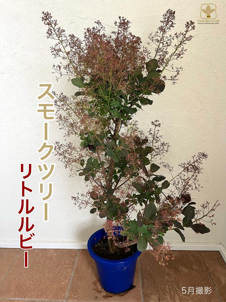 【ふるさと納税】B-021 けむりの木 スモークツリー「リトルルビー」（7号鉢植）　※沖縄・離島への配送不可