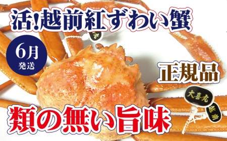 活！越前 紅ずわいがに × 1杯 旨味満点！！【6月発送分】【紅ズワイガニ 紅ずわい蟹 かに カニ 蟹 姿 生 ボイル 冷蔵 福井県】【浜茹でお届け】希望日指定不可 [e37-x002_06b]