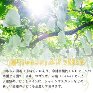 i1168 ≪数量・期間限定≫巨峰 (計約1.5kg)  ぶどう 果物 くだもの 巨峰 葡萄 旬 歯ごたえ 冷蔵 フルーツ 鹿児島県産 出水市 【山門ぶどう園】