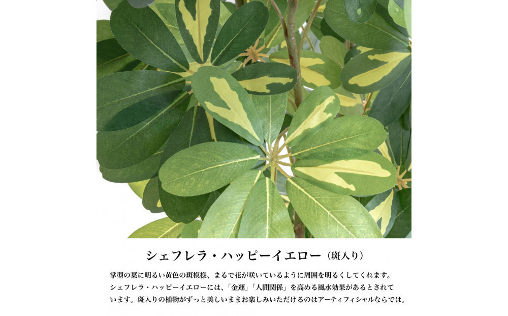 人工観葉植物 カポック斑入り 185cm 樹脂鉢Lサイズ白 SC触媒加工済