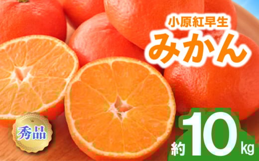 先行予約 みかん 蜜柑 約10kg 小原紅早生 小原紅早生みかん 柑橘 オレンジ 果物 フルーツ 果実 旬 家庭用 11月下旬～12月下旬 配送 選べる 容量 香川県 丸亀市