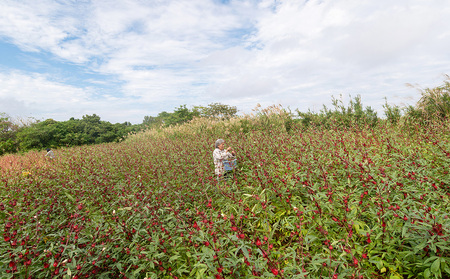久米島産 天然ローゼルティー「Red Tea」25包 ハーブティー ローゼル茶 レッドティー 赤色 島ハーブ ノンカフェイン カフェインレス ハイビスカス 酸味 美容 ダイエット ビタミンC デトック