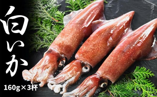 【高級白いか丸ごと 160g×3杯セット】ぷりぷり甘い高級白いかを朝どれ鮮度でお送りします! いか イカ 白いか ケンサキイカ 刺身 父の日 母の日 バーベキュー ギフト