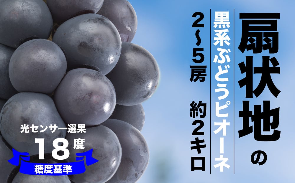 
            【糖度検査済】扇状地のピオーネ【約2kg】 肥沃な大地と沢山の日光で育ったピオーネ【バイパス清果園】206-007　山梨県 笛吹市 一宮 果物 フルーツ 新鮮 有機 国産 高級 美味しい 人気 おすすめ 贈答 ギフト 黒 葡萄 ぶどう ブドウ グレープ
          
