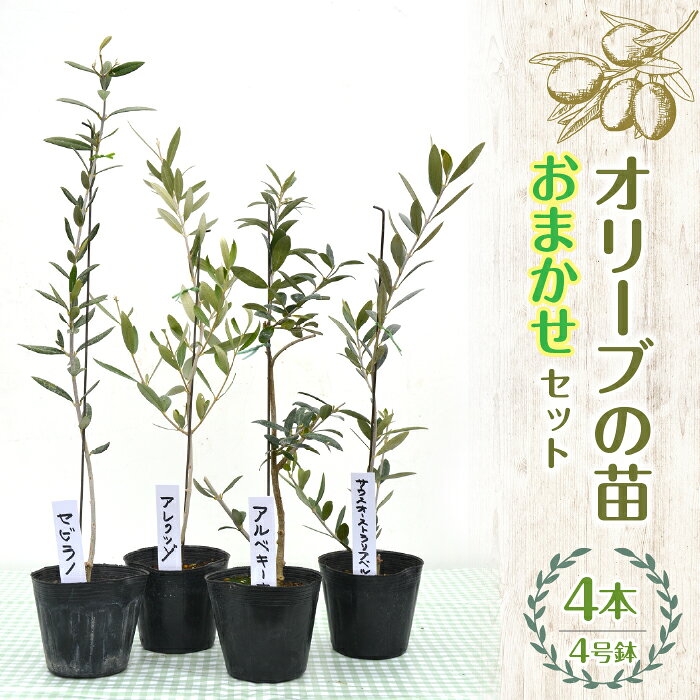 【ふるさと納税】 【ハーブショップYOU'樹】【おまかせセット】オリーブの苗セット 4号鉢 4本 ふるさと納税 オリーブの苗 『ハーブとの出会いから約50年。山梨県唯一の「地域特産物ハーブマイスター」が育てるハーブ苗』プレゼント 山梨県 昭和町 母の日 送料無料 SWBE003