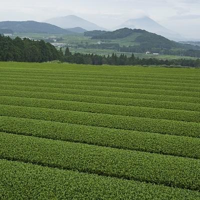 ふるさと納税 南九州市 茶農家から直接お届け!知覧茶煎茶1kg |  | 03