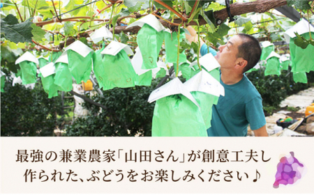 【訳あり】【数量限定】【甘い！】ナガノパープル 約2kg（5～6房） ＜山田敦義＞ [CCX004]