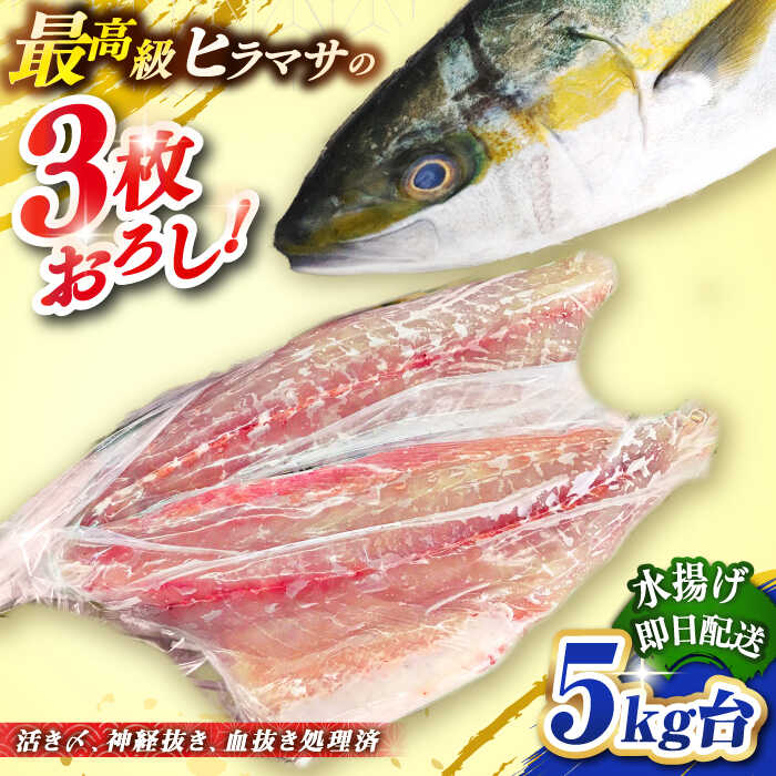 【ふるさと納税】壱岐島産天然ヒラマサ（5キロ台・三枚おろし） 《壱岐市》【壱岐島　玄海屋】[JBS078] ヒラマサ 魚 刺身 煮物 カルパッチョ お寿司 71000 71000円 7万円 のし プレゼント ギフト 冷蔵配送