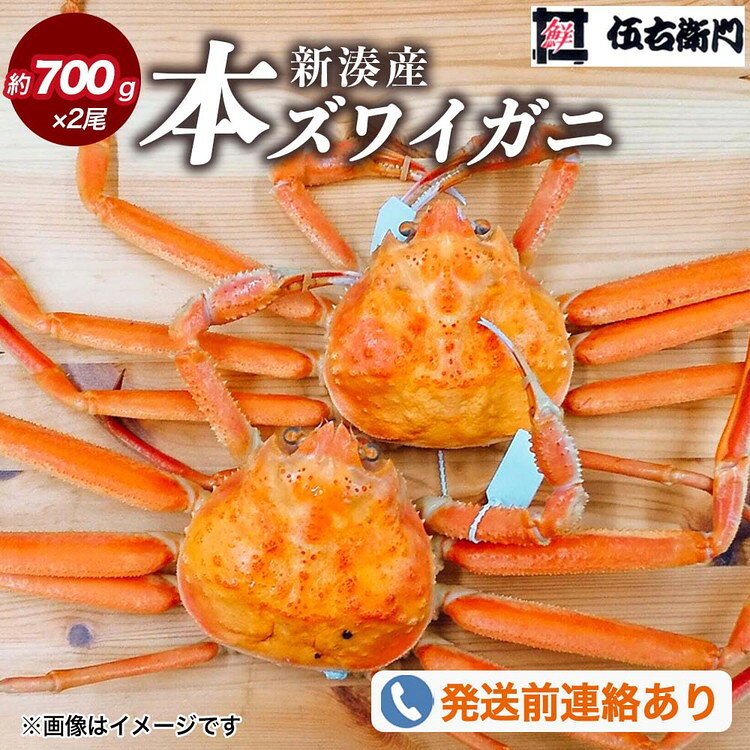 【ふるさと納税】【伍右衛門】新湊産本ズワイガニ約700g×2尾 ※2026年11月～発送 ※発送まで1か月以上かかる場合があります。