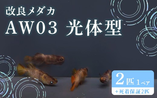 
                  754 改良メダカ AW03 光体型 1ペア 2匹 観賞用 ペット【トリハタめだか】
                