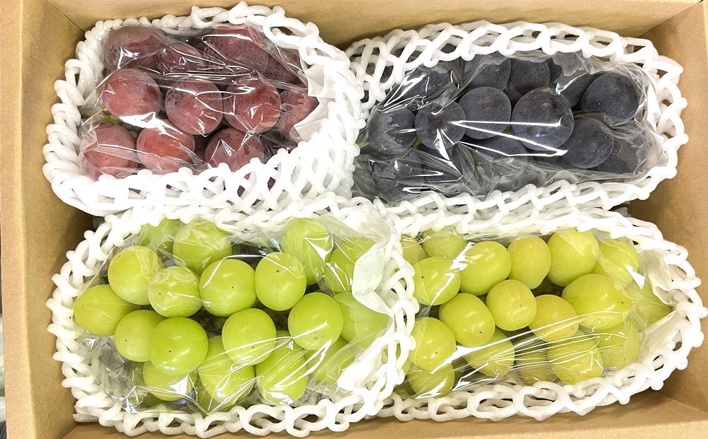 
                  シャインマスカット入り詰め合わせぶどう　１.５ｋｇ　ご家庭用　0065-2604
                