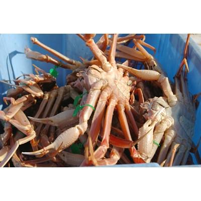 ふるさと納税 京丹後市 京丹後市産 茹で間人蟹【厳選】大サイズtaizakani900 |  | 03