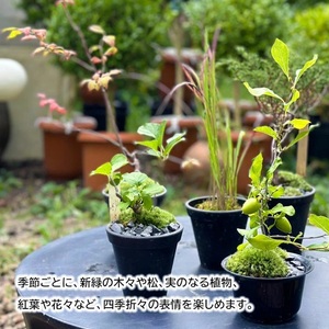 SL0275　和ボンサイ(WA BONSAI）) 季節を感じる小さな宇宙