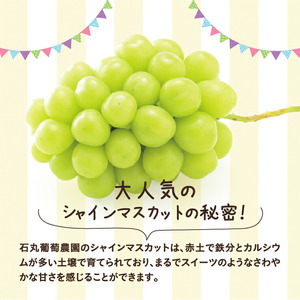  【先行予約】 シャインマスカット マスカット １房《2026年9月上旬-9月下旬頃出荷》 岡山県産 数量限定 岡山県 笠岡市 石丸葡萄農園 シャイン マスカット ぶどう 葡萄 果物 フルーツ