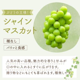 泉州ぶどう シャインマスカット 2房【065D-015】
