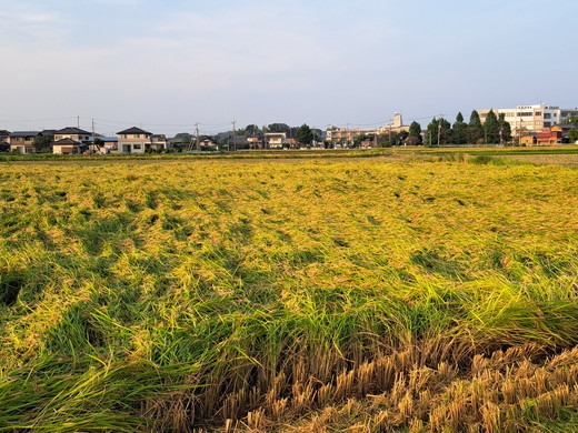 令和7年産 コシヒカリ5kg 玄米 常総市産