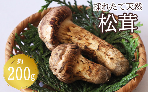 
                  花巻産 松茸 約200g 【1284】
                