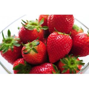 【春いちご】栃木のいちご食べ比べ!「2品種組み合わせ!」セット(260g×2パック)【配送不可地域：離島・沖縄県】【1663315】