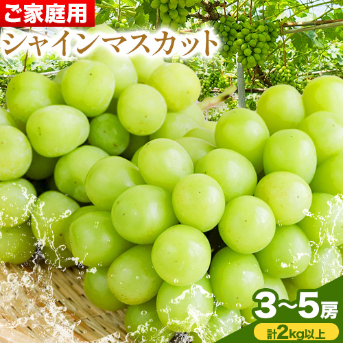 ご家庭用 シャイン マスカット 3～5房 (合計2kg以上)【配送不可地域あり】 OEC KINGDOMぶどう家 《8月下旬-10月上旬頃出荷》岡山県 浅口市 ぶどう 果物