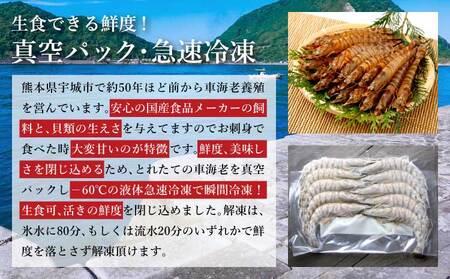 車海老 エビ 車海老の特製醤油漬け 計140g 70g×2パック
