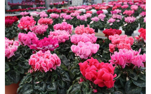 
                  シクラメン　６号鉢　〈神明園〉（12月発送）
                