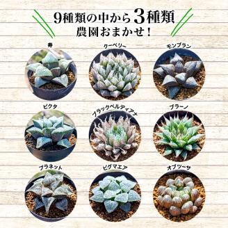 多肉植物 ハオルチア プラ 鉢植え おまかせ ３鉢 セット 観葉植物 プラ鉢 ミニサイズ 植物 人気 趣味 インテリア ナチュラル 自然 緑 かわいい 初心者
