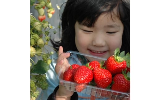 ＜2026年1月より順次発送＞朝採れ新鮮まほらのいちご(さちのか)4パック入り箱【1596290】