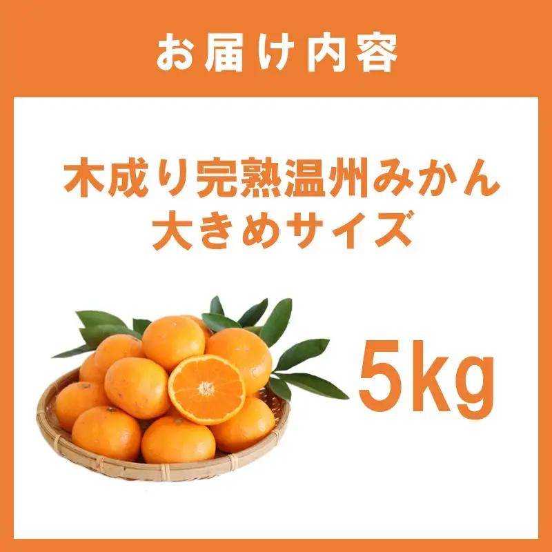 みかん5kg 木成り完熟温州みかん大きめサイズ≪先行予約≫2026年12月より順次発送予定【1360】