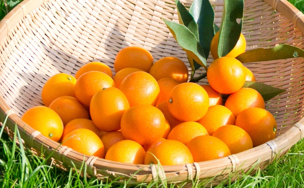 ◆先行受付◆ 2月～3月末発送【鹿児島県南さつま市産】完熟金柑 黄金丸 約2kg（L～2L) きんかん 柑橘 旬 フルーツ 果物 常温 南さつま市