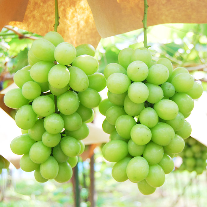 ★定期便3回★山形の夏から秋の人気フルーツ(白桃・シャイ