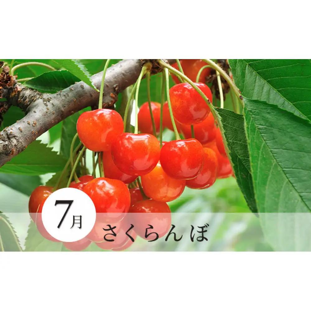 矢島農園　 長野市産 〇季節のフルーツ〇8月～10月定期便　桃・シャインマスカット・シナノスイート ※オンライン限定　 |桃 ぶどう りんご
