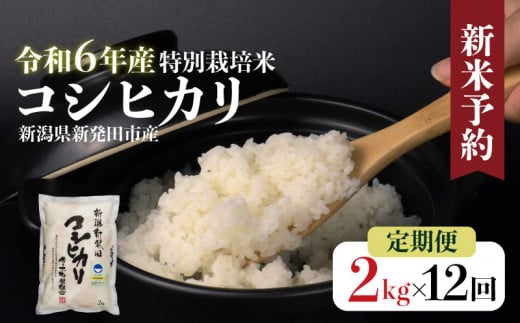 【定期便】令和6年産 新潟県産 特別栽培米コシヒカリ 2㎏×12か月 定期便 米 白米 ご飯 料理 おにぎり 弁当 新潟県 新潟産 新発田産 コシヒカリ 佐々木耕起組合 2kg 12ヵ月 定期便 特別栽培米 新潟県 新発田市 