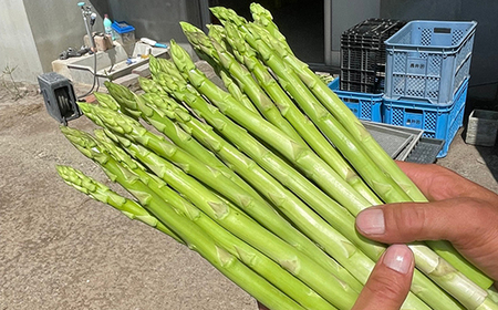 《 先行予約 》【 令和6年産 夏芽 】 アスパラガス M 1kg （ 細物 M以下 ）〔 2024年 7月中旬頃 ～ 発送予定 〕 アスパラ 野菜 農園成 産地直送 農家直送 2024年産 [105