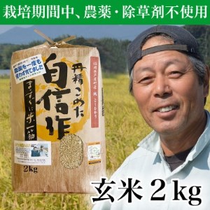 【令和6年産】玄米 農薬不使用(栽培期間中)  福岡県芦屋町産コシヒカリ 〈玄米〉2kg【1389003】