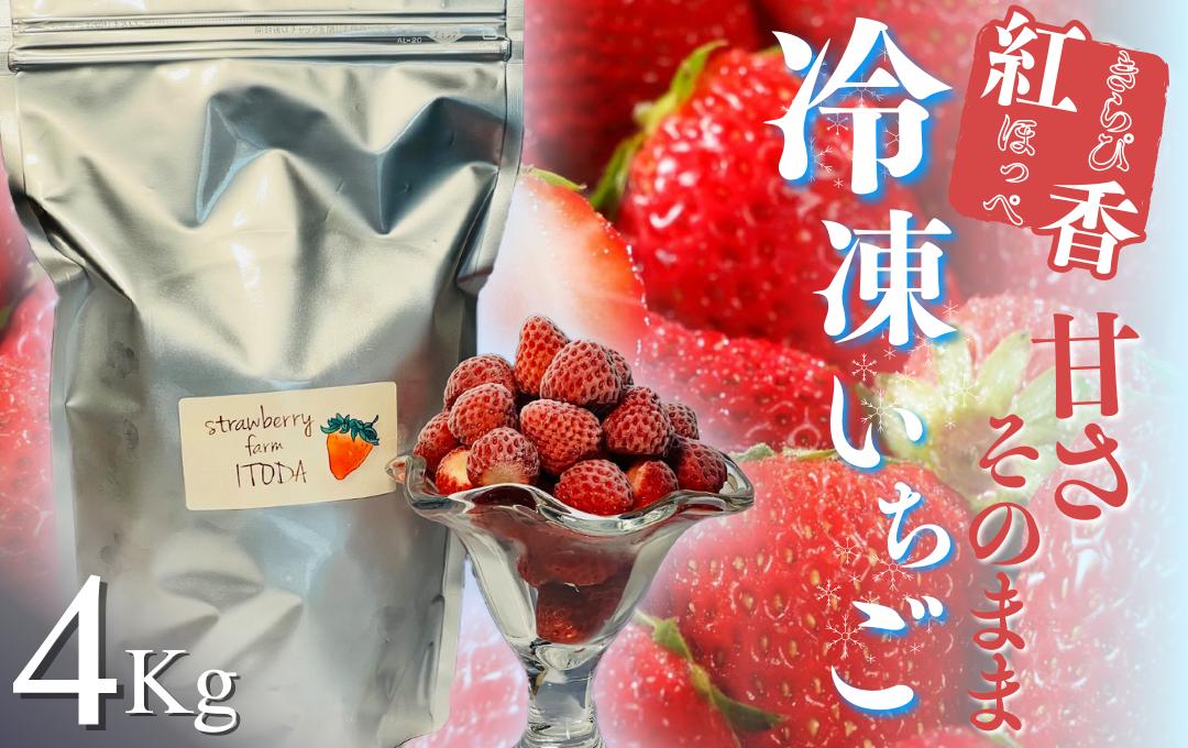 
                  【4～8月発送】 冷凍いちご 4kg 紅ほっぺ きらぴ香 こだわり いちご フローズン 冷凍 イチゴ strawberry 苺 新鮮 朝摘み 朝採り 産直 産地直送 安心安全 ichigo itigo いちご 苺 果物 フルーツ くだもの ギフト プレゼント 贈物 贈答 ケーキ ジャム ふるさと納税 ふるさと納税苺 いちご 静岡県 南伊豆町 STRAWBERRY FARM ITODA<AO-6>
                