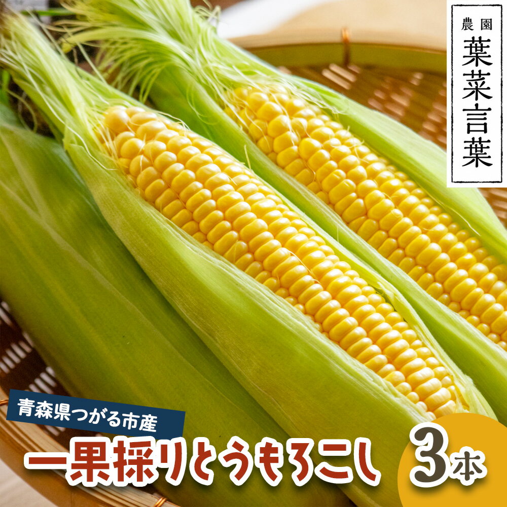 【ふるさと納税】葉菜言葉の一果採りとうもろこし (3本 約1kg) 令和8年産｜2026年産 とうもろこし トウモロコシ コーン 旬の野菜 夏 サラダ やさい 冷蔵 産直 農家直送 新鮮 [0638]