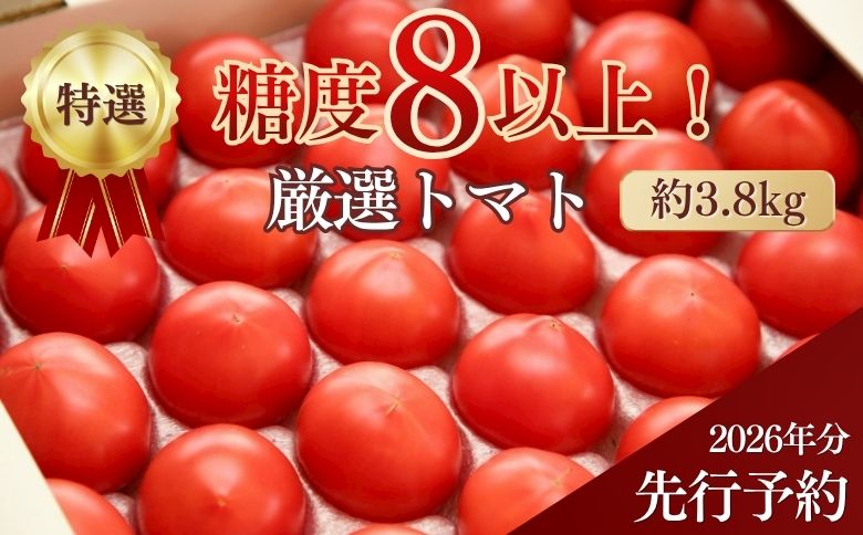【先行予約/季節限定】『特選』糖度8以上！北海道奈井江町産 厳選トマト「桃太郎ファイト」約3.8kg 24~32玉