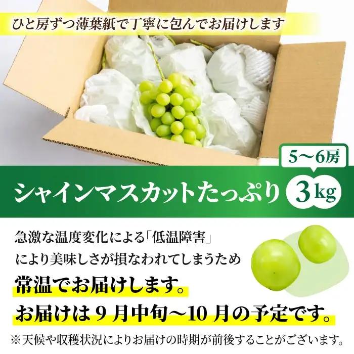 【先行受付2026年発送】東御市産シャインマスカット3kg（5～6房）【秋お届け】 