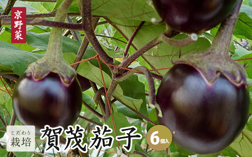 【2026年7月発送】賀茂茄子 6個 1.5kg 【 国産 京野菜 旬 季節の野菜 季節限定 野菜 茄子 なす ナス かもなす 賀茂なす 丹州 農家直送 産地直送 京ブランド野菜 綾部 京都 】