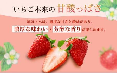 いちご ほっぺたが落ちる 紅ほっぺ 2箱 8パック 果物 イチゴ 苺 国産 ギフト 贈答品 お祝い プレゼント フルーツ くだもの